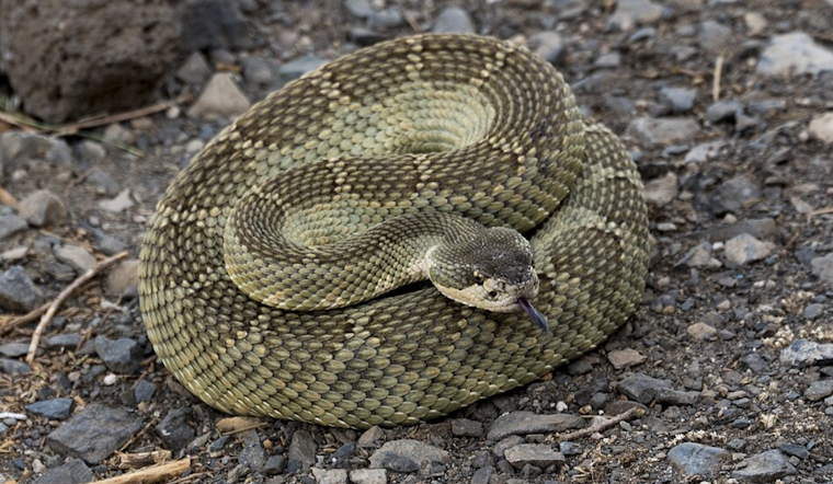 East Bay Regional Park District Issues Rattlesnake Advisory for Hikers and Dog Owners in Bay Area