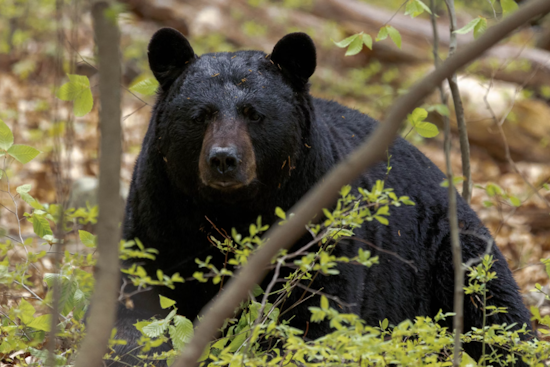 Elderly Man and Dog Killed in Rare Fatal Bear Attack in Collier County, Florida