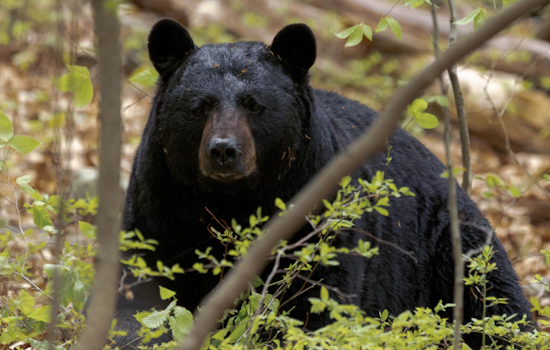 Elderly Man and Dog Killed in Rare Fatal Bear Attack in Collier County, Florida