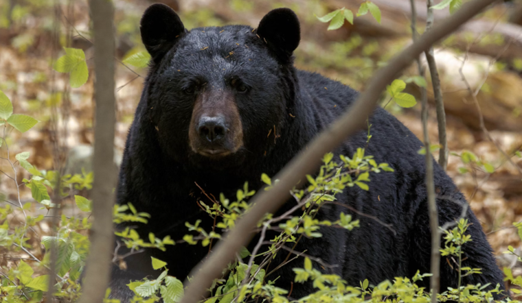Elderly Man and Dog Killed in Rare Fatal Bear Attack in Collier County, Florida