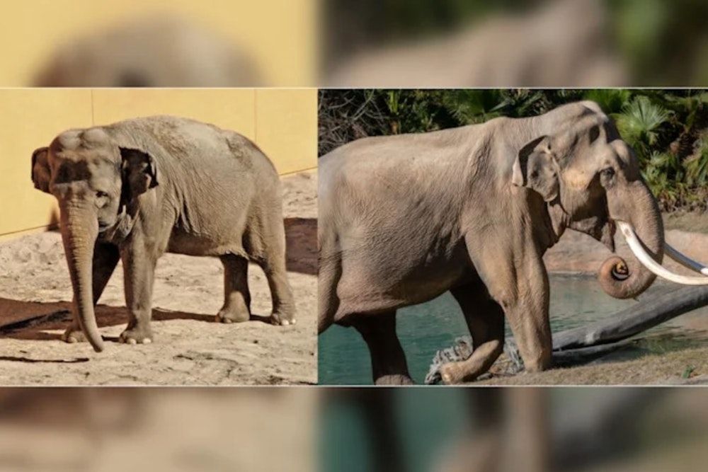 Elephants Billy and Tina Relocate from Los Angeles to Tulsa Zoo Amid Controversy and Celebrity Opposition