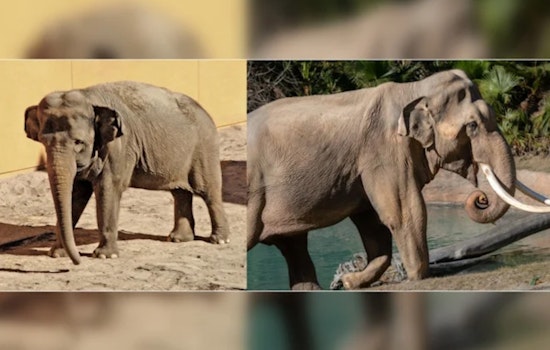 Elephants Billy and Tina Relocate from Los Angeles to Tulsa Zoo Amid Controversy and Celebrity Opposition