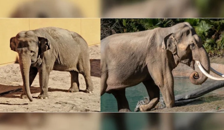 Elephants Billy and Tina Relocate from Los Angeles to Tulsa Zoo Amid Controversy and Celebrity Opposition