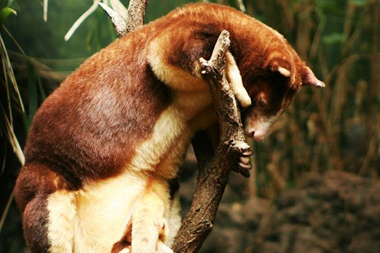 Endangered Matschie's Tree Kangaroo Joey Born at Cleveland Metroparks Zoo Ahead of Mother's Day