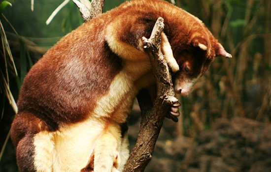 Endangered Matschie's Tree Kangaroo Joey Born at Cleveland Metroparks Zoo Ahead of Mother's Day