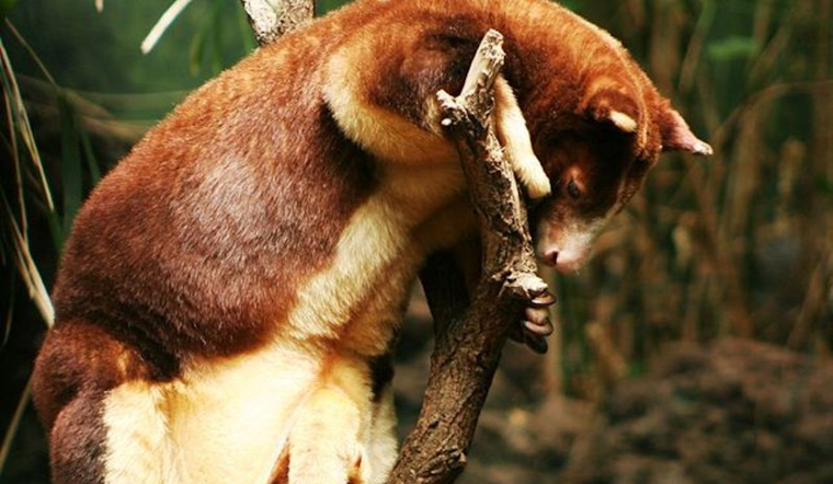 Endangered Matschie's Tree Kangaroo Joey Born at Cleveland Metroparks Zoo Ahead of Mother's Day