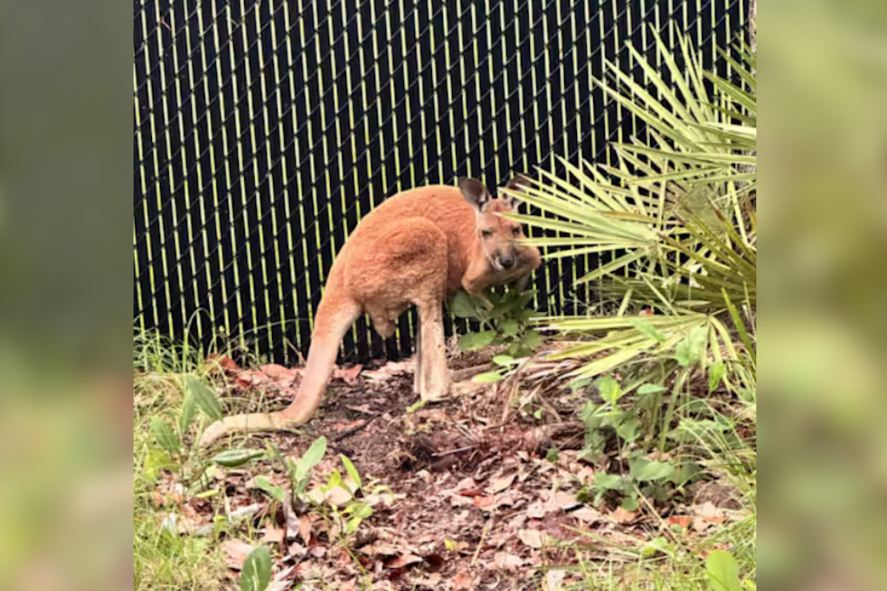 Escaped Kangaroo Captured After Traffic-Stopping Romp in St. Cloud, Florida