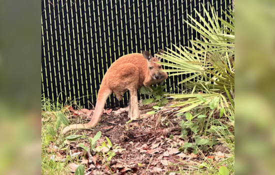 Escaped Kangaroo Captured After Traffic-Stopping Romp in St. Cloud, Florida