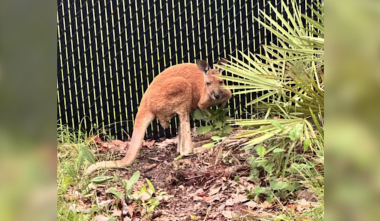 Escaped Kangaroo Captured After Traffic-Stopping Romp in St. Cloud, Florida