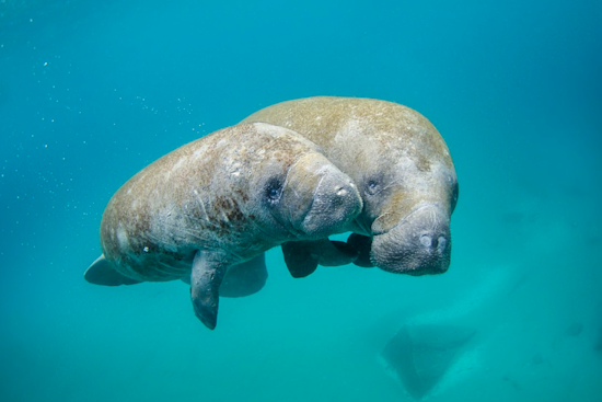 Federal Judge Orders Enhanced Protections for Florida Manatees, Halts Septic System Permits in Indian River Lagoon Area