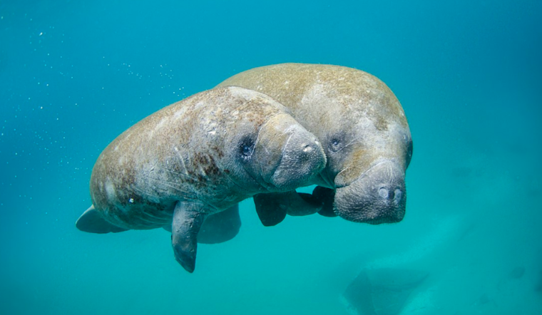 Federal Judge Orders Enhanced Protections for Florida Manatees, Halts Septic System Permits in Indian River Lagoon Area