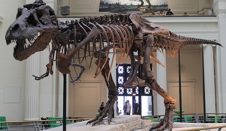 Field Museum Celebrates 25 Years of SUE the T. Rex with Interactive "Summer of SUE" Events in Chicago