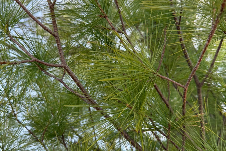 Flagstaff Expands Pine Needle Pickup Schedule to Bolster Wildfire Prevention Efforts
