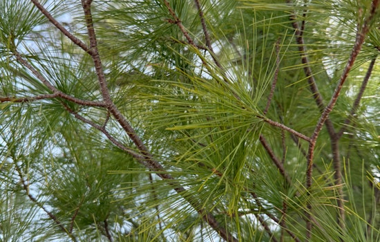 Flagstaff Expands Pine Needle Pickup Schedule to Bolster Wildfire Prevention Efforts