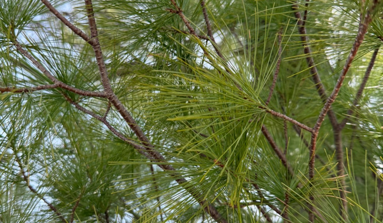 Flagstaff Expands Pine Needle Pickup Schedule to Bolster Wildfire Prevention Efforts
