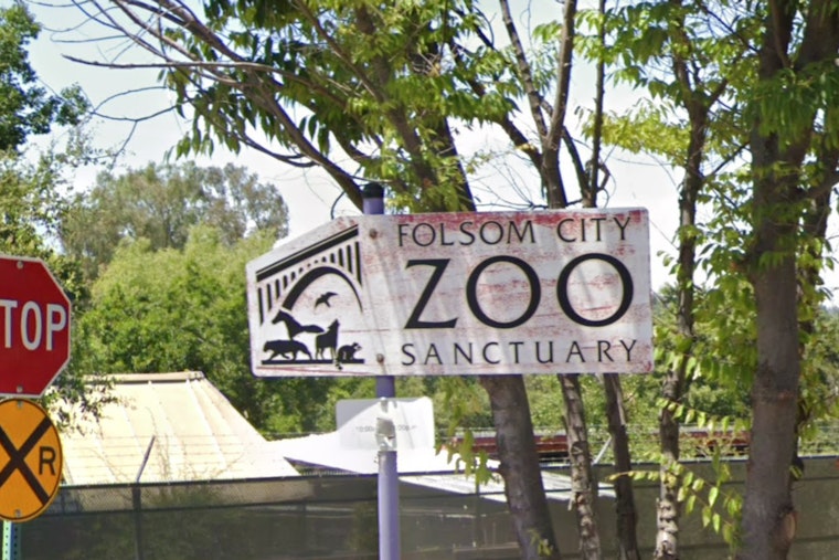 Folsom City Zoo Sanctuary Welcomes Bear Enthusiasts for Black Bear Awareness Weekend