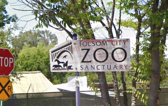 Folsom City Zoo Sanctuary Welcomes Bear Enthusiasts for Black Bear Awareness Weekend