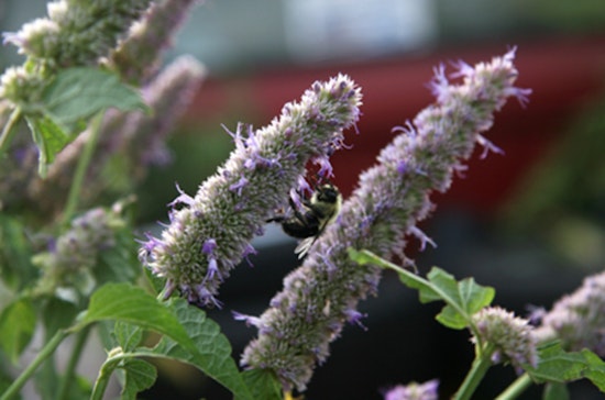 Free Plant Swap Event in Plymouth Offers Local Gardeners a Chance to Trade Perennials and Bond Over Gardening