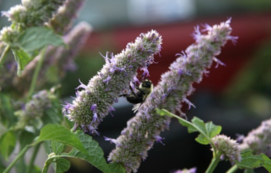 Free Plant Swap Event in Plymouth Offers Local Gardeners a Chance to Trade Perennials and Bond Over Gardening