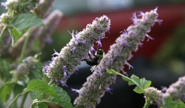 Free Plant Swap Event in Plymouth Offers Local Gardeners a Chance to Trade Perennials and Bond Over Gardening