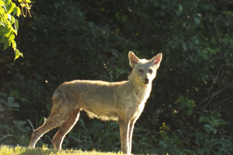 Frisco Mother Saves Daughter from Coyote Attack, City Responds with Wildlife Safety Measures