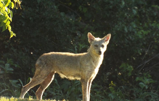 Frisco Mother Saves Daughter from Coyote Attack, City Responds with Wildlife Safety Measures