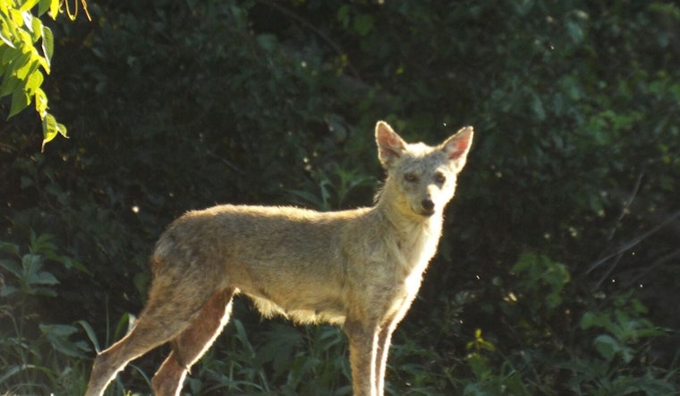 Frisco Mother Saves Daughter from Coyote Attack, City Responds with Wildlife Safety Measures