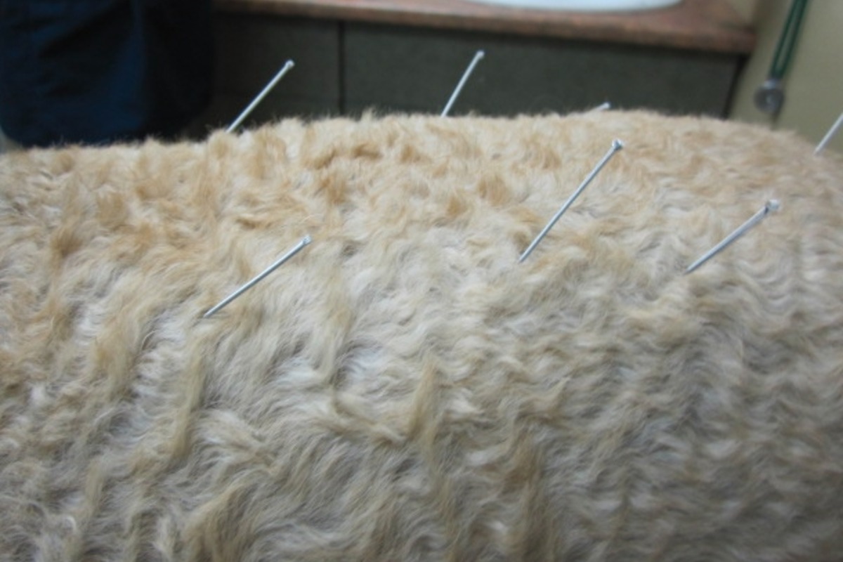 From Dallas Reptiles to Boston Penguins Acupuncture Expands in Veterinary Medicine