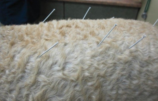 From Dallas Reptiles to Boston Penguins Acupuncture Expands in Veterinary Medicine