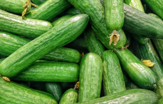 Georgia Grown Cucumbers Cleared for Safe Consumption Amid National Salmonella Scare