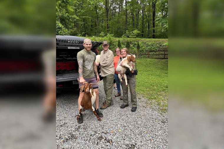 Gilmer County Rallies to Corral Wandering "Goat Gang" in Community Herding Effort