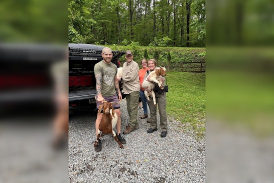 Gilmer County Rallies to Corral Wandering "Goat Gang" in Community Herding Effort