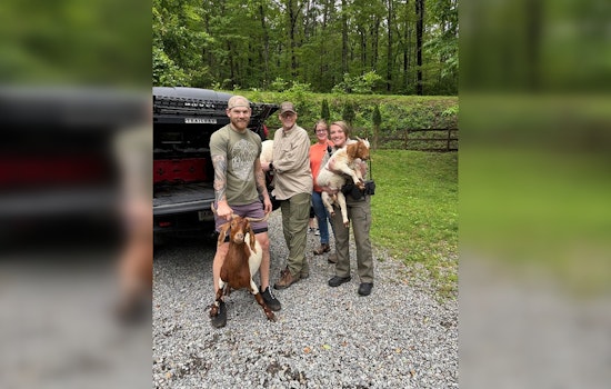 Gilmer County Rallies to Corral Wandering "Goat Gang" in Community Herding Effort