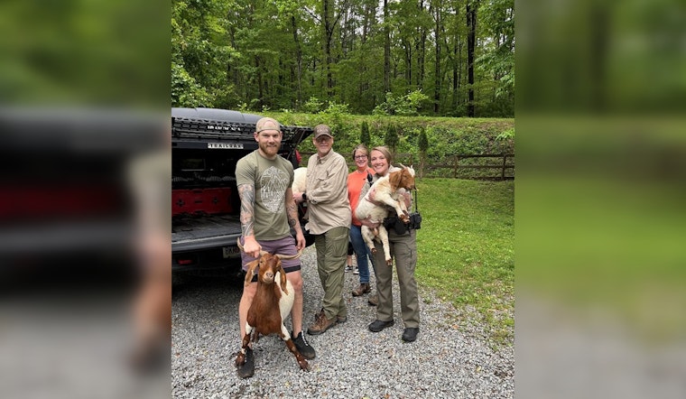 Gilmer County Rallies to Corral Wandering "Goat Gang" in Community Herding Effort