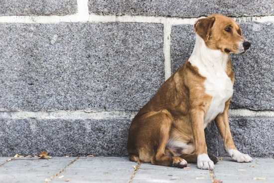Gov. Hochul Announces $10.4 Million Boost for New York Animal Shelters