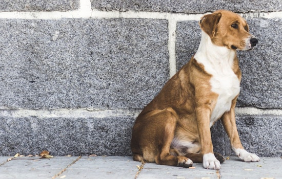 Gov. Hochul Announces $10.4 Million Boost for New York Animal Shelters