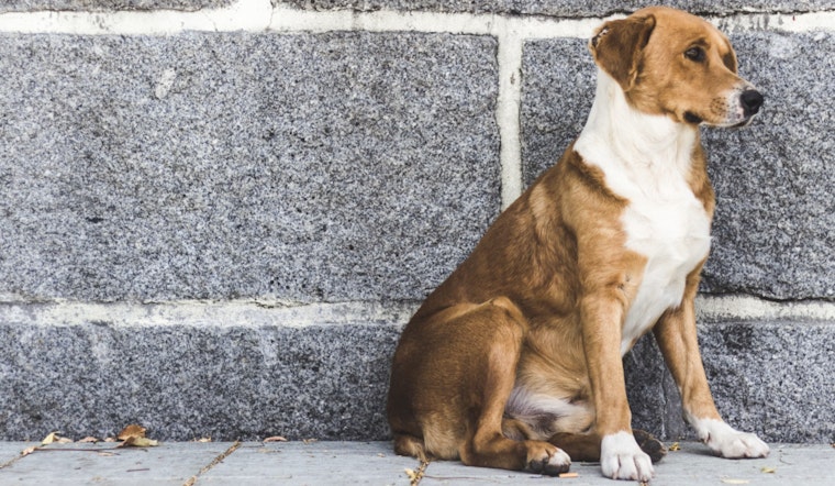 Gov. Hochul Announces $10.4 Million Boost for New York Animal Shelters