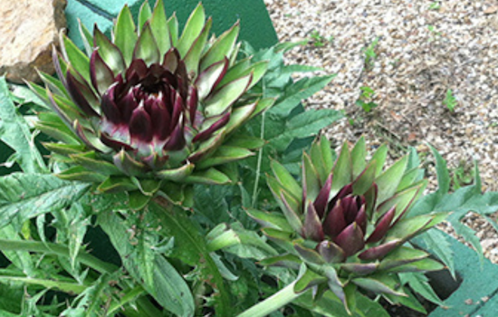 Grand Prairie Receives Keep Texas Beautiful Grant to Enhance Local Community Garden