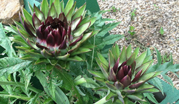 Grand Prairie Receives Keep Texas Beautiful Grant to Enhance Local Community Garden