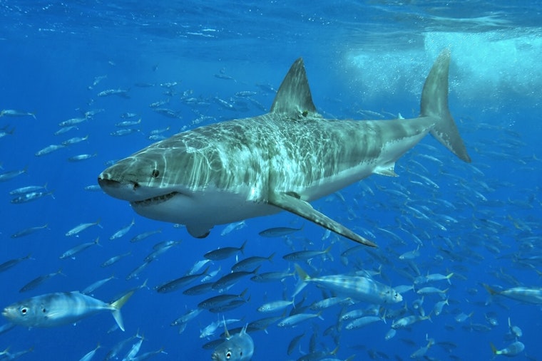 Great White Shark Spotted Off Nantucket, Massachusetts: Beachgoers Advised to Be 'Shark Smart'