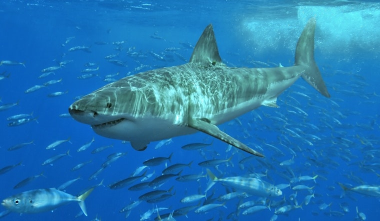 Great White Shark Spotted Off Nantucket, Massachusetts: Beachgoers Advised to Be 'Shark Smart'