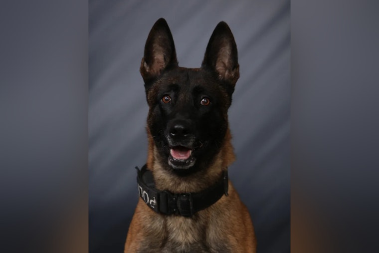 Greenfield Police K-9 Fatally Subdued After Biting Off-Duty New Palestine Officer, Internal Review Launched