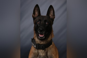 Greenfield Police K-9 Fatally Subdued After Biting Off-Duty New Palestine Officer, Internal Review Launched