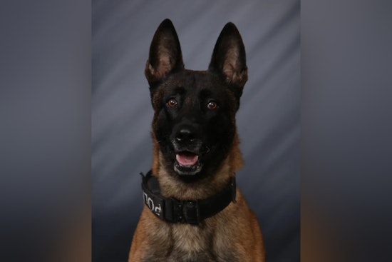 Greenfield Police K-9 Fatally Subdued After Biting Off-Duty New Palestine Officer, Internal Review Launched