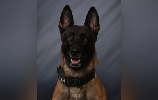 Greenfield Police K-9 Fatally Subdued After Biting Off-Duty New Palestine Officer, Internal Review Launched