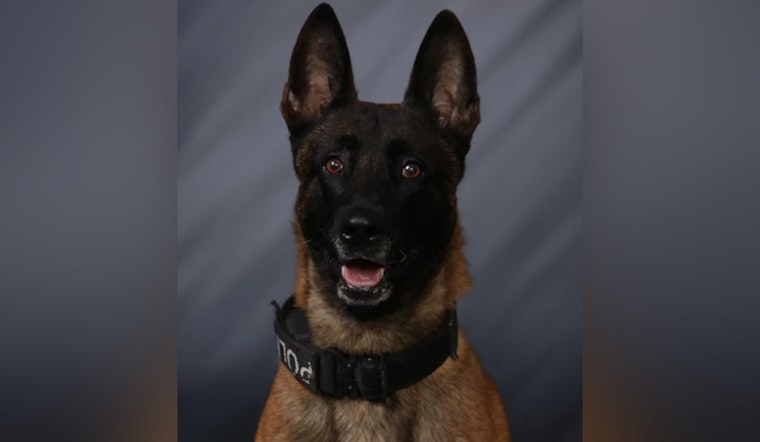 Greenfield Police K-9 Fatally Subdued After Biting Off-Duty New Palestine Officer, Internal Review Launched
