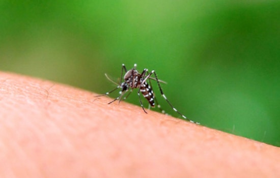 Hawaiʻi Health Officials Respond to Travel-Related Zika Case on Oʻahu, Vector Control Mobilizes in Waialua/Haleʻiwa Area