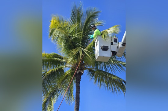 Hawai‘i Intensifies Fight Against Coconut Rhinoceros Beetle with Multi-Agency Effort at Kona Airport