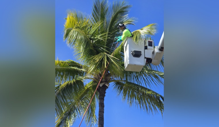Hawai‘i Intensifies Fight Against Coconut Rhinoceros Beetle with Multi-Agency Effort at Kona Airport