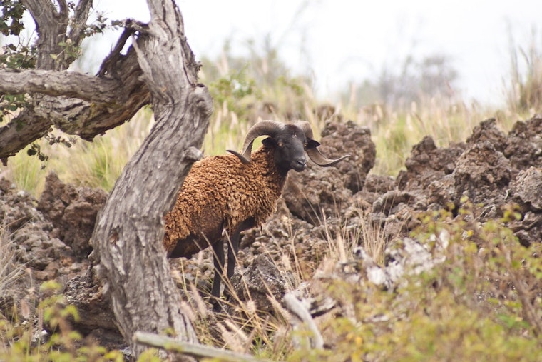 Hawaii Opens Applications for Feral Sheep Salvage Project Along Daniel K. Inouye Highway